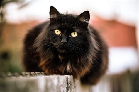 Black Cat .
